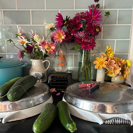 Dahlias Flowers on the Aga with Cucumbers